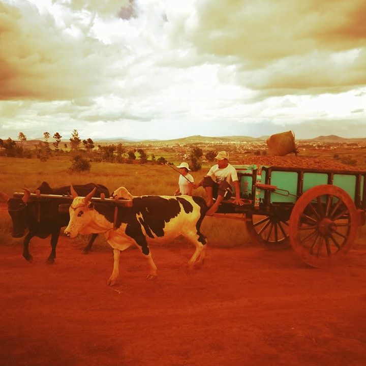 cropped-zebu-2.jpg