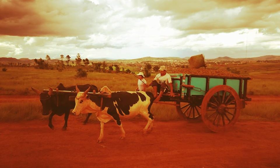 cropped-zebu.jpg